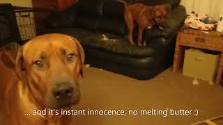 Rhodesian Ridgebacks Entertain Themselves Inside While Their Person Has a Broken Foot by dauntless 1,445 views 1 year ago 1 minute, 2 seconds