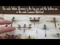 My Large Insect Collection: Episode 1