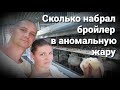 🌞КАКОГО БРОЙЛЕРА ВЫБРАТЬ? / ВЕНГРИЯ  или ЧЕХИЯ - кто больше? / РОСС 308  - сколько весит в 45 дней