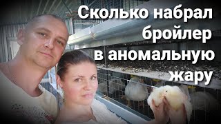 🌞КАКОГО БРОЙЛЕРА ВЫБРАТЬ? / ВЕНГРИЯ  или ЧЕХИЯ - кто больше? / РОСС 308  - сколько весит в 45 дней