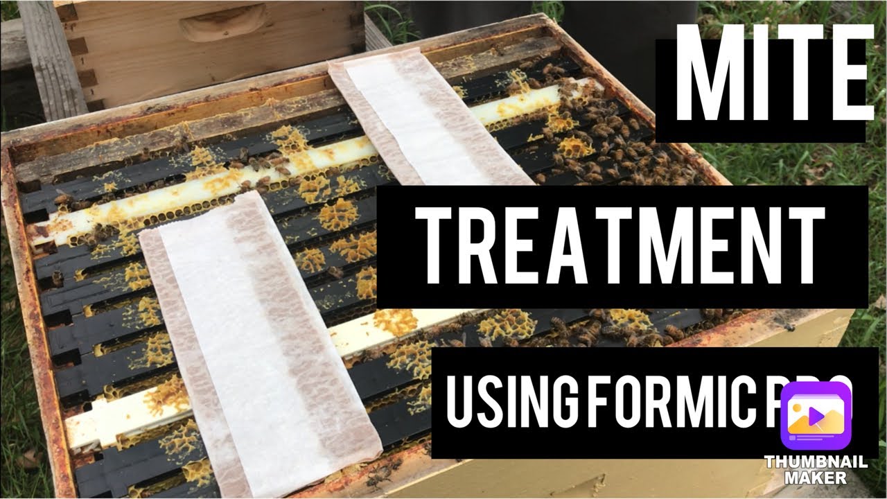 Formic Pro Spring Mite Treatment Beekeeping for Beginners
