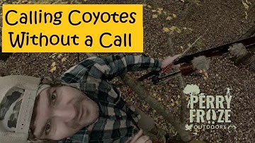 How I call in Coyotes Without a Call