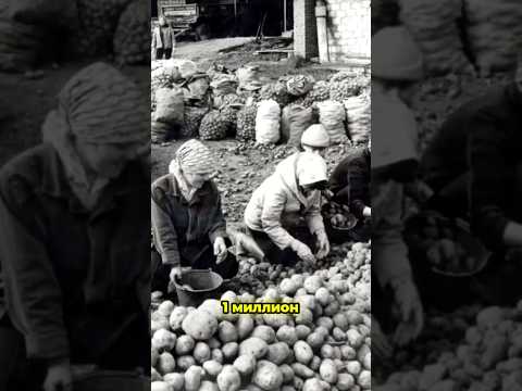 Фантастические потери продовольствия в СССР во время дефицита. Данные 1981 г.