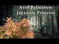 Indulge in the exquisite beauty of acer palmatum japanese princess