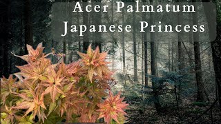 Indulge In The Exquisite Beauty Of Acer Palmatum Japanese Princess