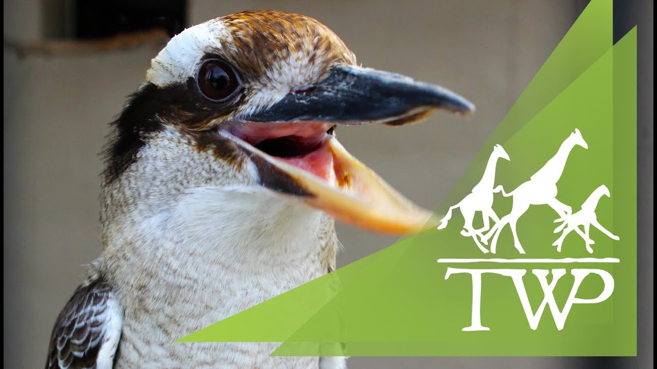 Kookaburra's Song YouTube