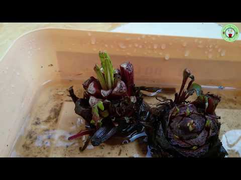 فيديو: كيف تزرع البنجر من البصلات؟