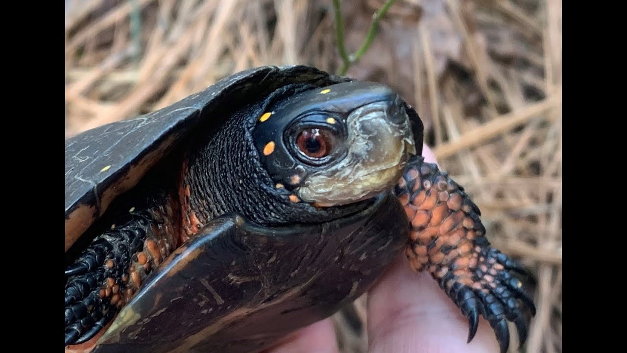 Winter Turtle Herping 2023