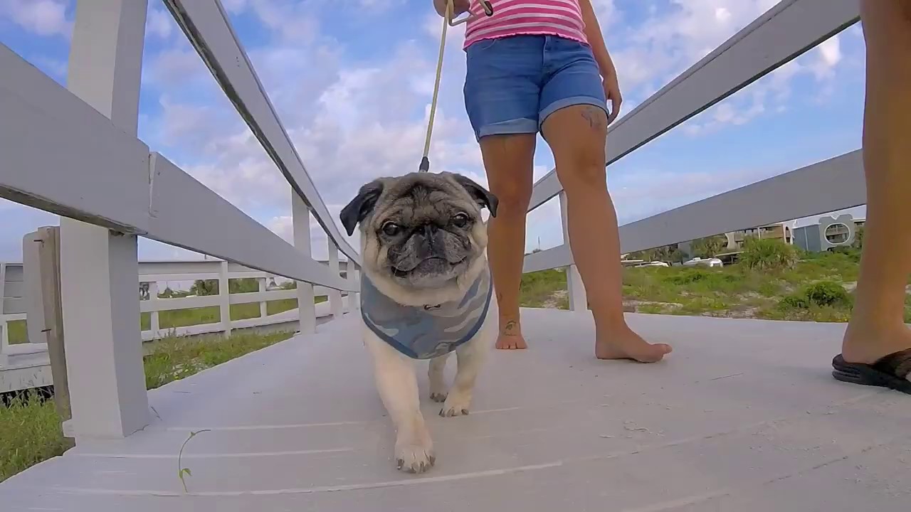 Beach Pugs YouTube