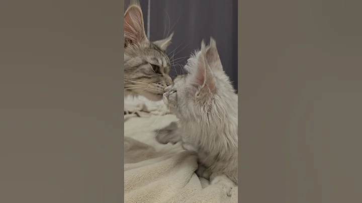 Video 11859761: mainecoon cat gato, cat chaton