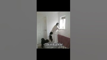 Thumbnail of skinwalker disguised as animals PRT-5 ☢️ #viral #ytshorts