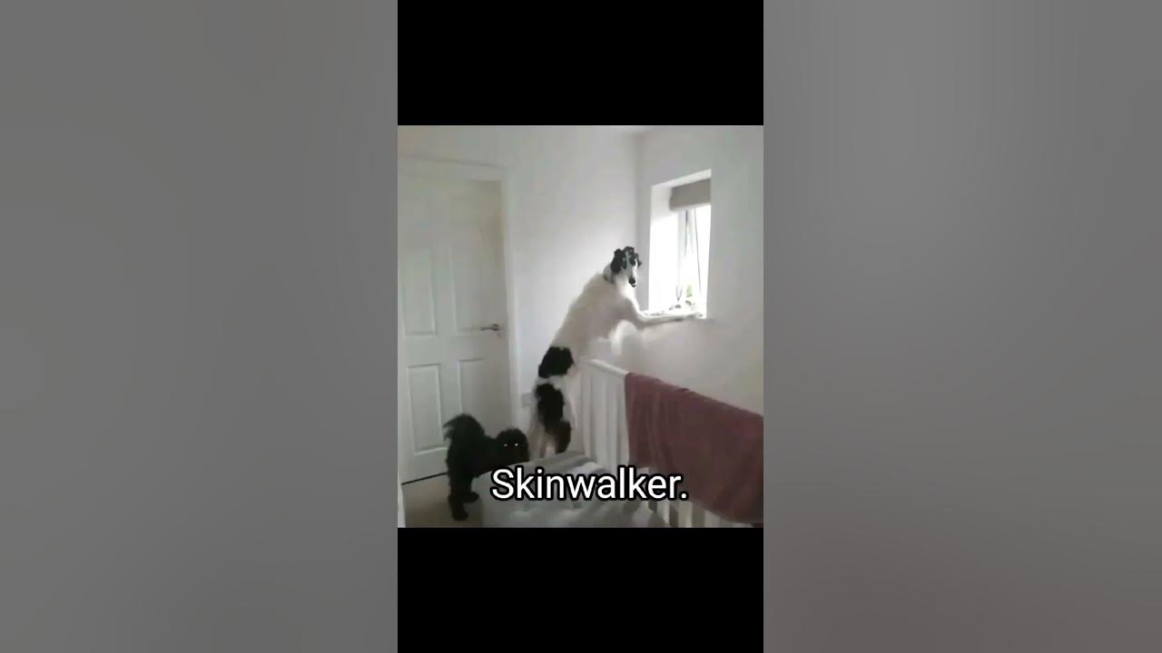 skinwalker disguised as animals PRT-5 ☢️ #viral #ytshorts