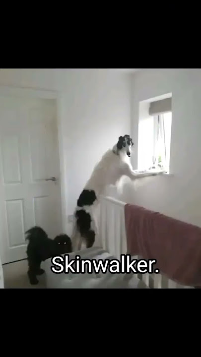 skinwalker disguised as animals PRT-5 ☢️ #viral #ytshorts