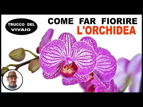 Video: Come Far Fiorire Lussuosamente Un'orchidea