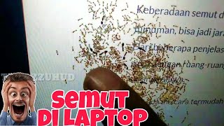 Mengusir Semut di LCD Laptop TANPA DIBONGKAR