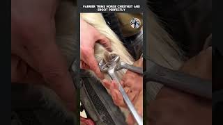 Farrier Trims Horse Chestnut And Ergot Perfectly #horse #horsecare #satisfying #animals #chestnut