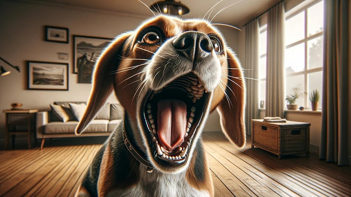 Mi Perro Grita de Dolor de Repente ¿POR QUÉ?¿QUE DEBES HACER?