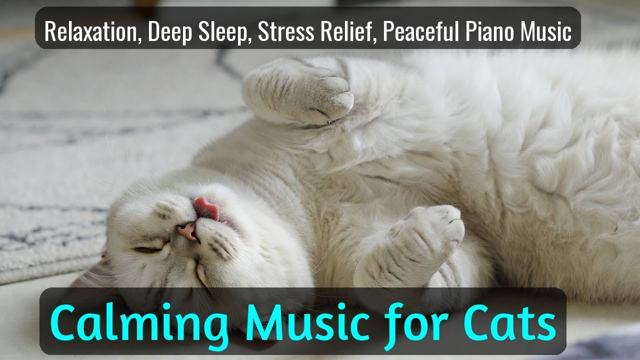 LIVE 🌙 Relaxing Night Music for Cats 😴 | Season 62