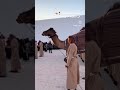 الجمل يرقص من مهرجان حائل للابل Dancing Camel السعودية الجمل يرقص من مهرجان حائل للابل Dancing Camel السعودية