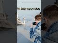 Семья лебедей на Балтийском море..