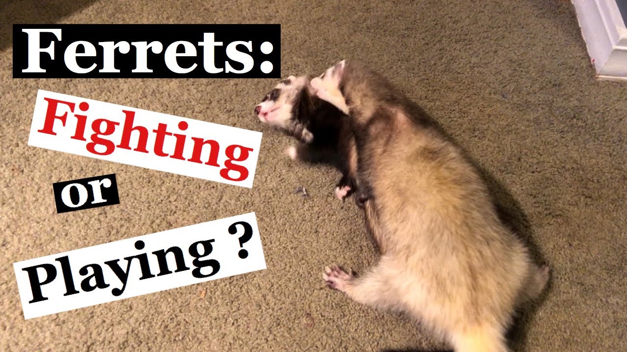 Ferrets: Fighting Or Playing?