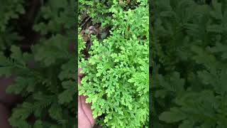 🌱 Selaginella Kraussiana Plant or Spike mosses or Moellendorffi #green #plant 🌱 Selaginella Kraussiana Plant or Spike mosses or Moellendorffi #green #plant