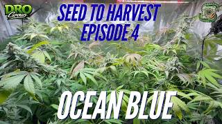 Ocean Blue Organic Seed to Harvest Series | Episode 4 | Frost and Fungus Gnats