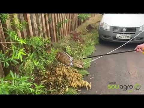 Jacaré é resgatado no Oeste do Paraná, mas desta vez tinha uma surpresa