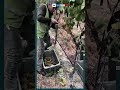 The Grape Harvest: Inside the Fast-Paced Vineyard Life