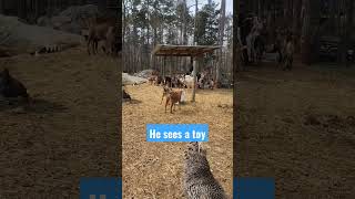 What Do You See In This Cute Goat Video?