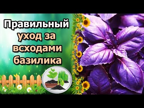 САМЫЙ ПРАВИЛЬНЫЙ УХОД ЗА ВСХОДАМИ БАЗИЛИКА! ПОЛЕЗНЫЕ СВОЙСТВА БАЗИЛИКА.