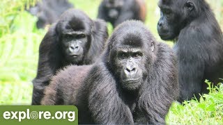 Learn About Grauer's Gorillas