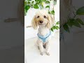 『デニムリメイク』世界で１つのわが子にピッタリなハーネスを作りました💓詳しい作り方はYouTube『アスカルチャンネル』をご覧ください✨#shorts