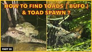How Do You Find Toads ( Bufo ) & Toad spawn ?