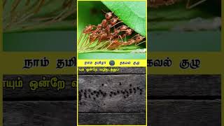 எரும்பு மாதிரி நசுக்கிடுவேன்னு சொல்லாத 🔴 சீமான் 💥 மே26