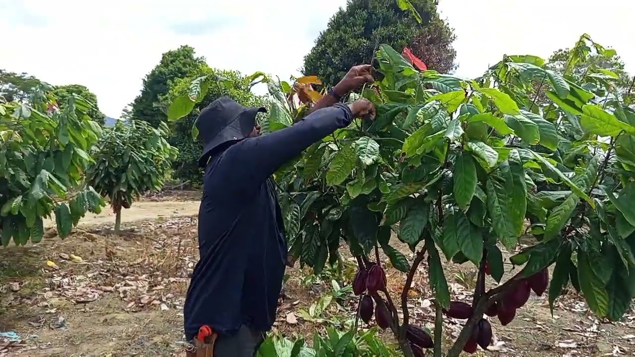 Poda de produção do cacau ps1319