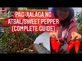 Sweet pepper atsal farming guide  fertilization to pest control from planting to harvest