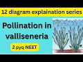 vallisneria pollination | sexual reproduction in flowering plant |NEET | 12 BOARD