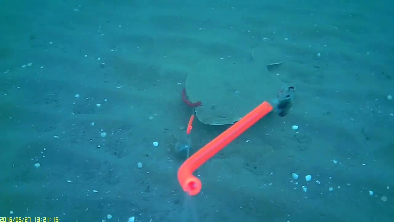 Under overfladen - Pighvar på WaterWolf