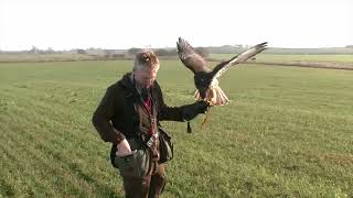 Falconry. Rhaena the Ferrutail Hawk on hares, over pointers.