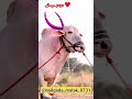 Sonya 5050 ..🐂💪💯#नाद #नाद_एकच_बैलगाडा_शर्यत #नाद_हा_रक्तात_असावा_लागतो #viral