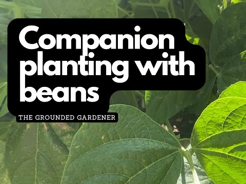 Video: Ledsagsplantning med bønner - Hvad er gode ledsageplanter til bønner