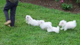 Maltese Puppies For Sale
