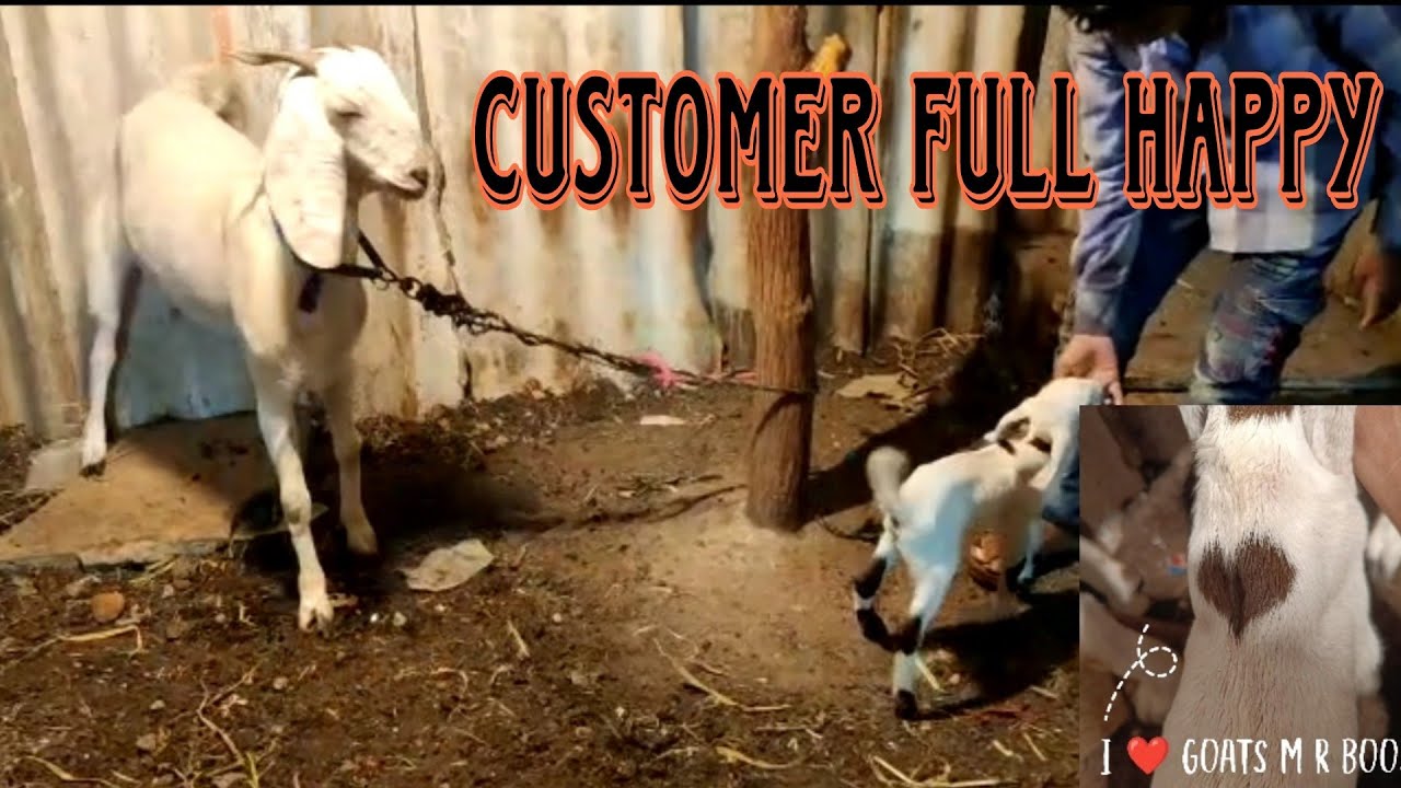 M R Goat Farm Customer Feedback After video @MRGOATFARM - YouTube