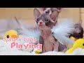 Cute overload playtime before bed  sphynx babies that will make your heart melt 