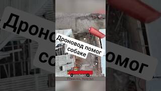 Дроновод помог собаке #амитеш #новости