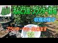【えんどう豆・プランター栽培】収穫の様子 26/5/13