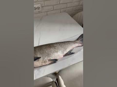 Рыбалка, улов 🐟 - YouTube