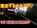 ウキが思いっきり激走する太刀魚釣り・神戸ＨＴ9月1週目。