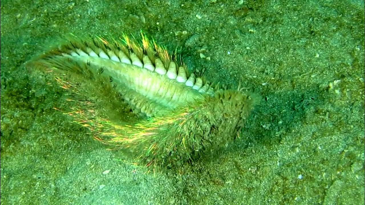 Морская мышь фото